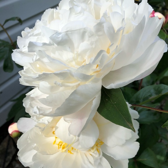 Meet your Posher, Suzy - Picture 2 of 9